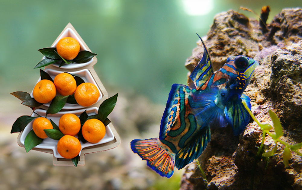 Аквариумный символ Нового года - Мандаринка для домашнего Моря!