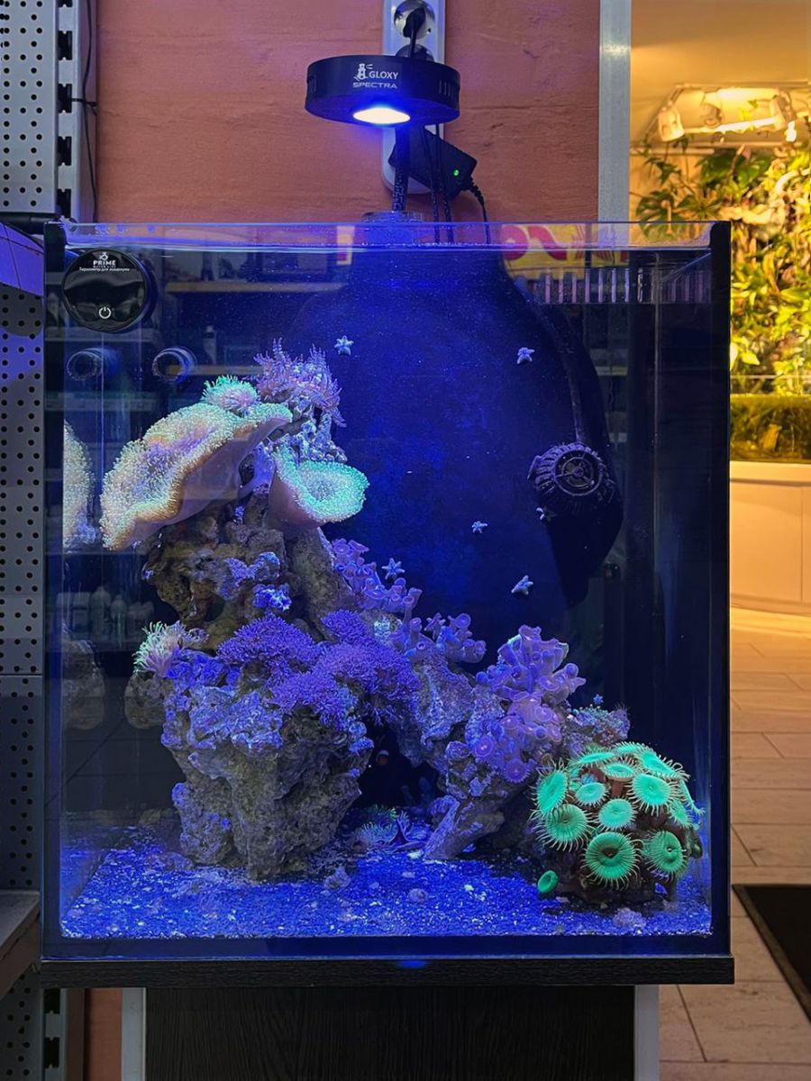 Морской аквариум готовое решение Древняя пиранья в супермаркете Аква Лого