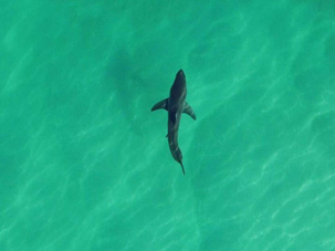 Слежка за акулами с помощью беспилотников - Аква Лого Инфо