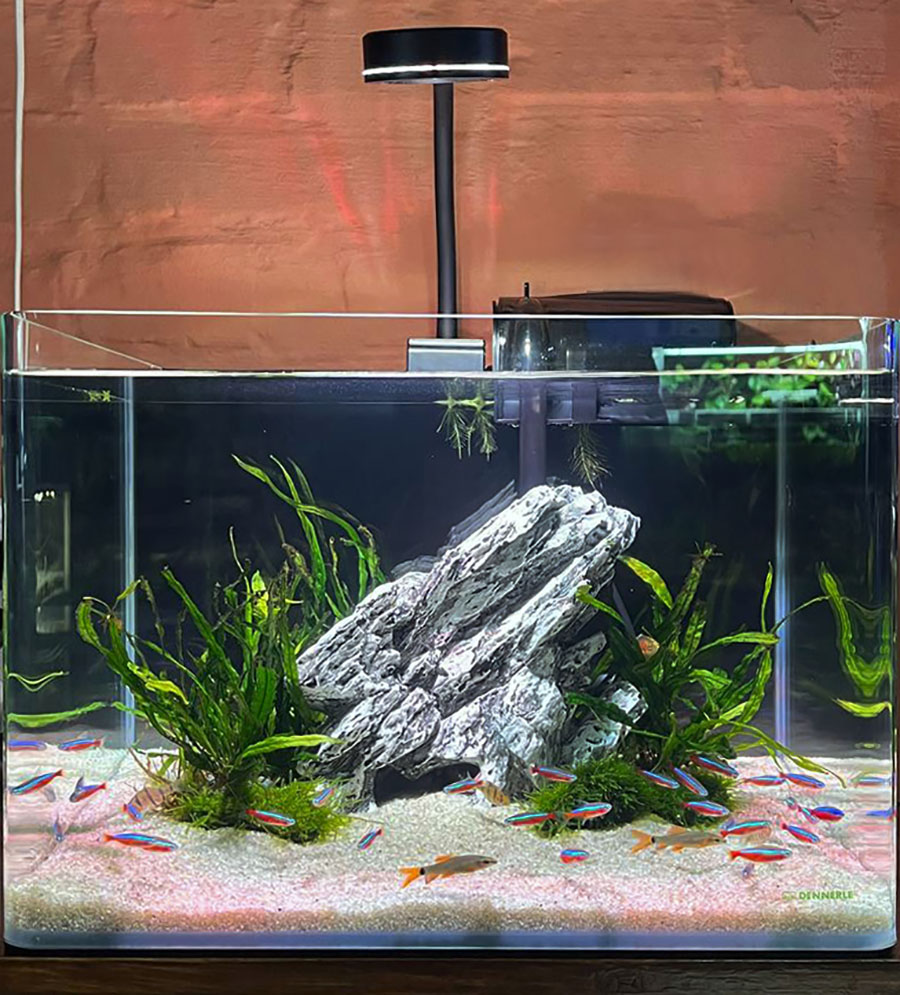 Аквариум готовое решение Неон-чики в супермаркете Аква Лого