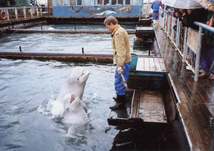 Выступление белух во Владивостокском дельфинарии