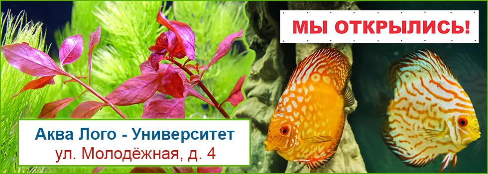 Аква лого - университет (ул. Молодёжная, д. 4):. Университет Аква. Аква лого Москва Молодёжная улица 4. Аква-лого коммерческое предложение.