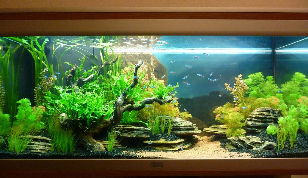 Как сделать аквариум из оргстекла в домашних условиях